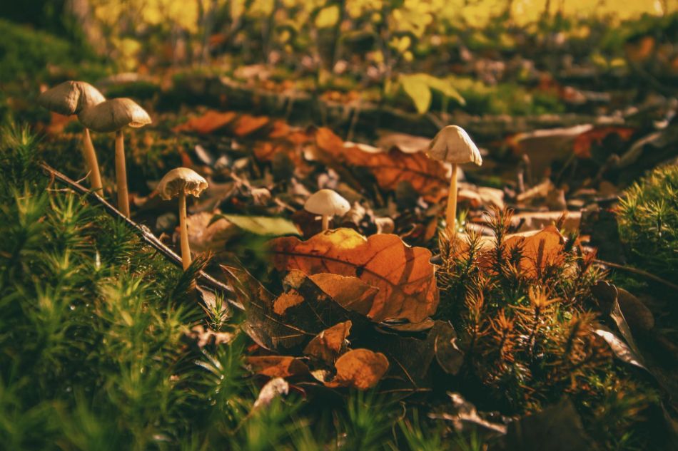 Champignons indicateurs : comment lire l'état de santé de la forêt